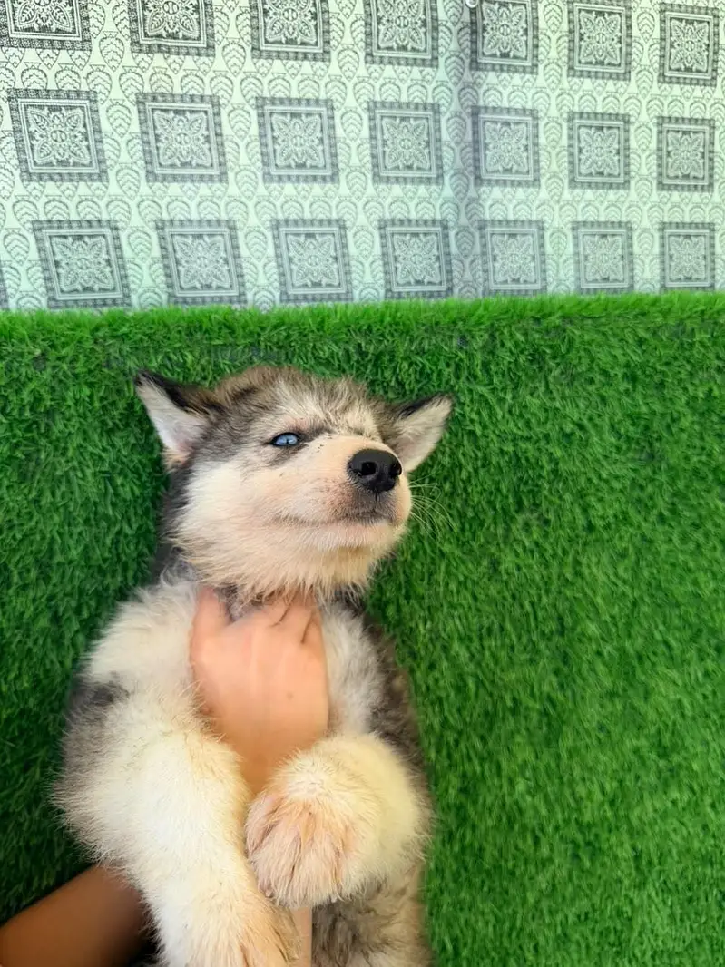 Alaskan Malamute Puppy for Sale | Beautiful & Healthy — photo 2