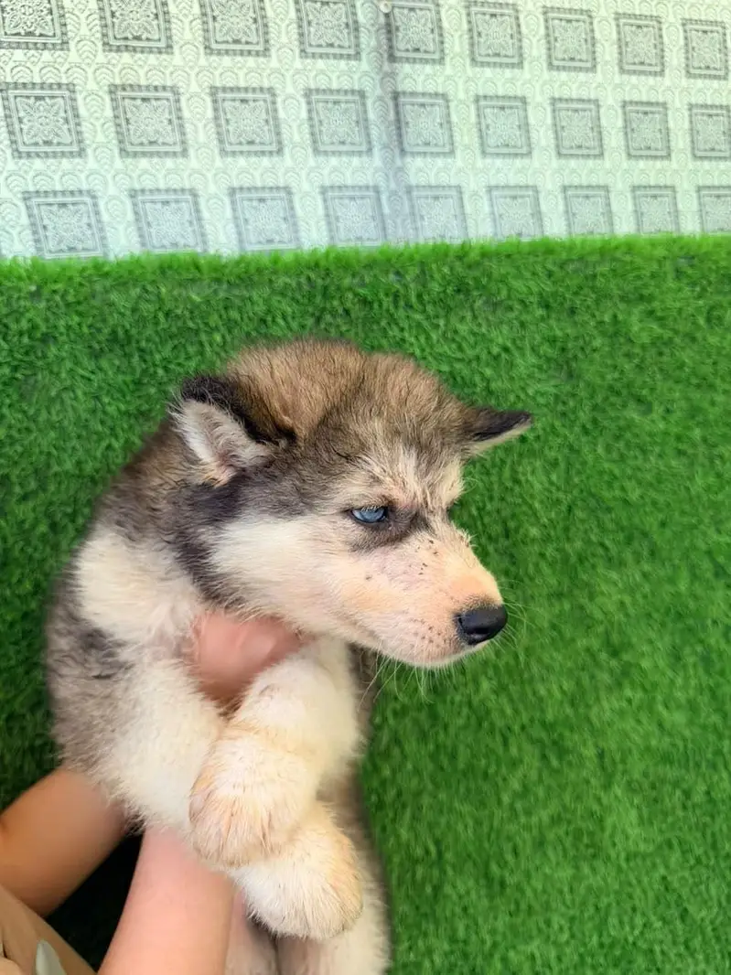 Alaskan Malamute Puppy for Sale | Beautiful & Healthy — photo 3