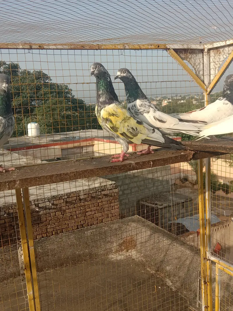 highflyer. pkr k perwazi. joro wala — photo 2