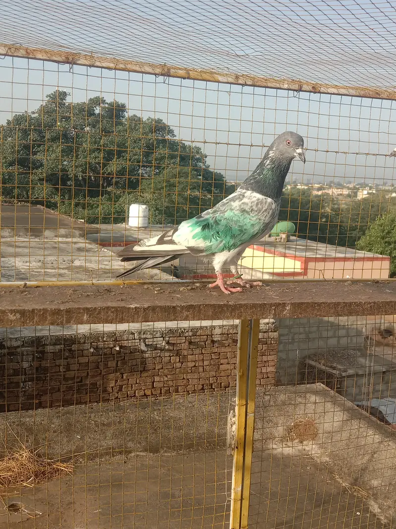 highflyer. pkr k perwazi. joro wala — photo 4