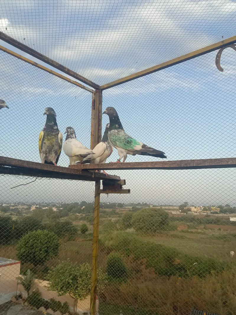 highflyer. pkr k perwazi. joro wala — photo 5