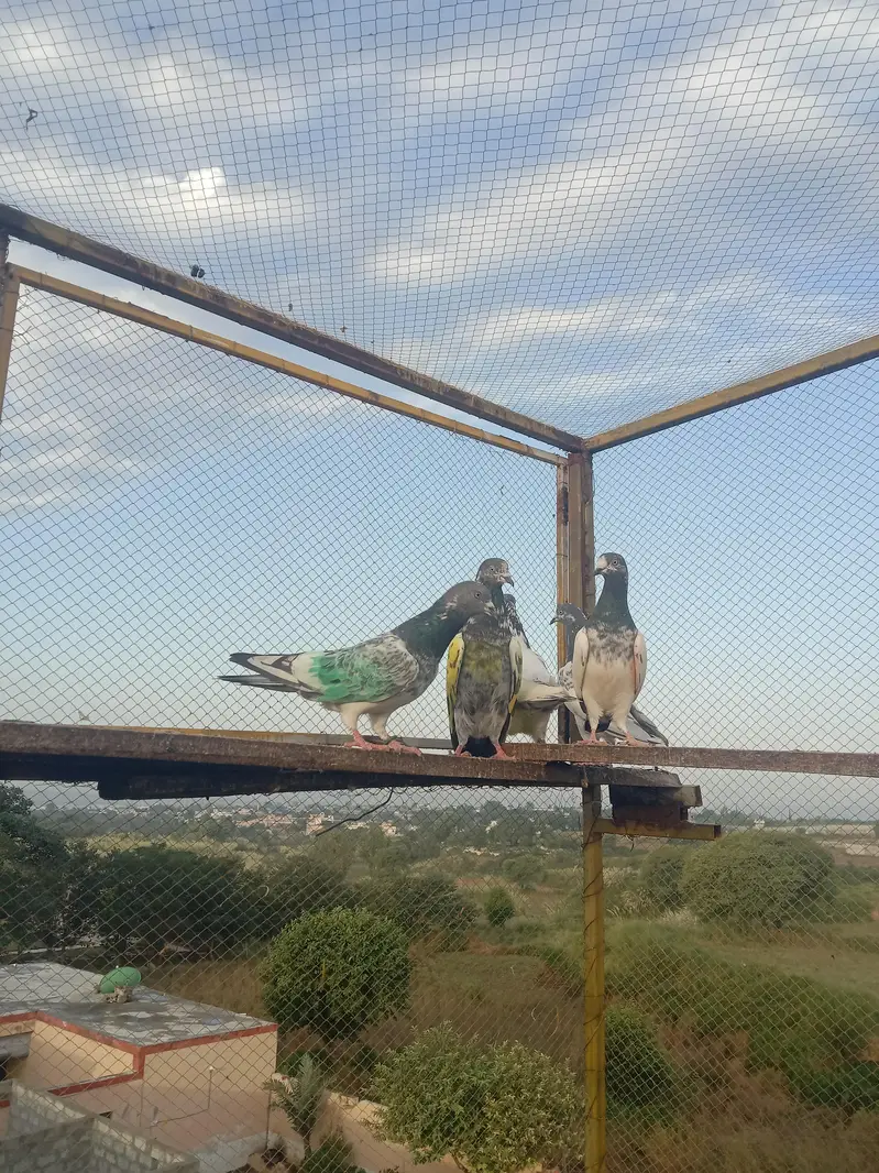 highflyer. pkr k perwazi. joro wala — photo 6