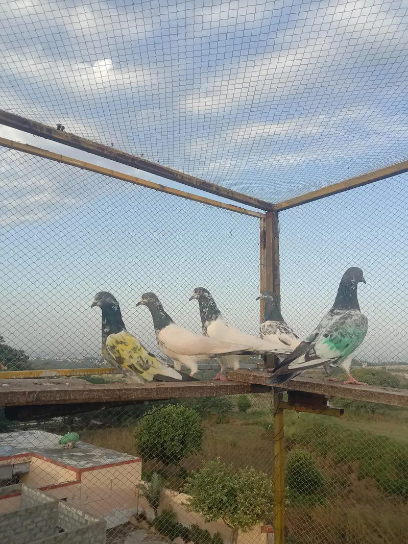 highflyer. pkr k perwazi. joro wala — photo 7