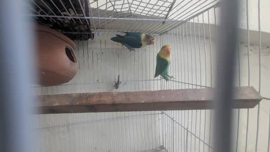 Beautiful Pair of Lovebirds for Sale with Cage
