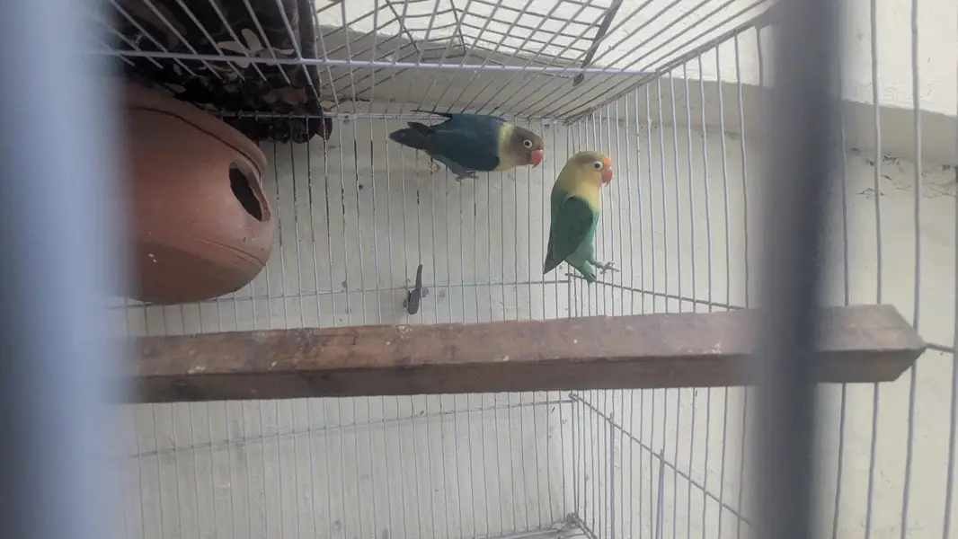 Beautiful Pair of Lovebirds for Sale with Cage — photo 2