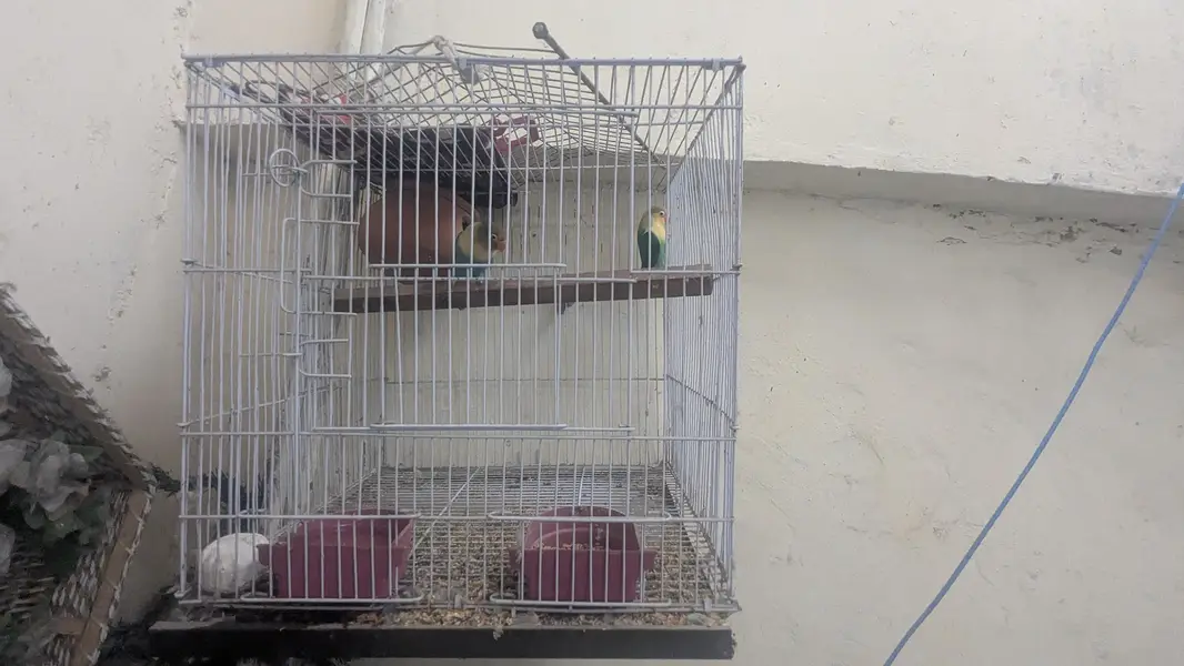 Beautiful Pair of Lovebirds for Sale with Cage — photo 3