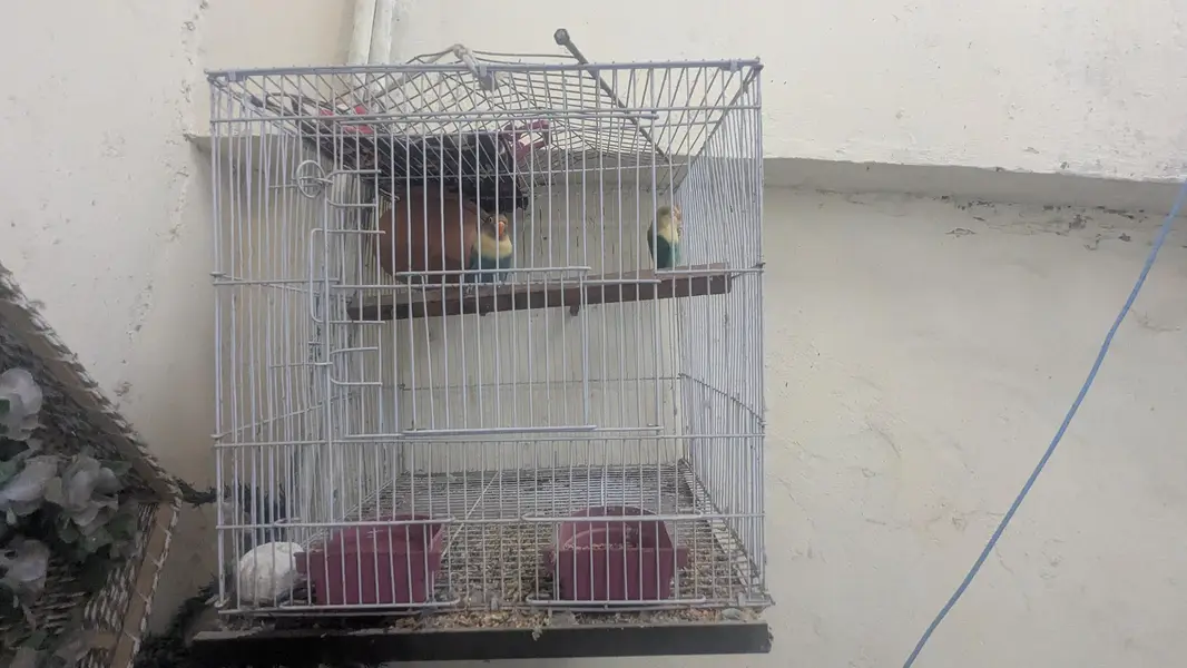 Beautiful Pair of Lovebirds for Sale with Cage — photo 4