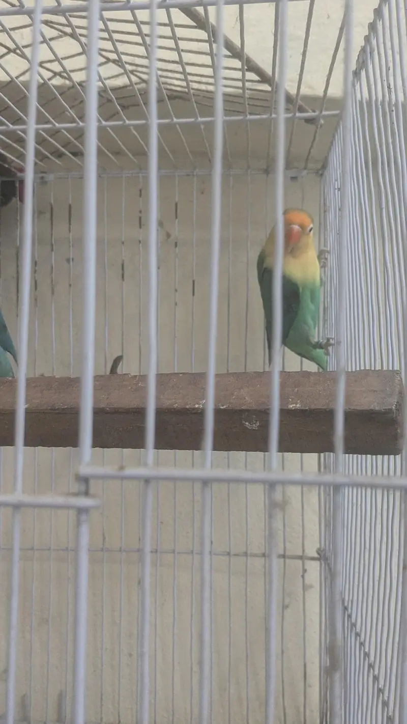 Beautiful Pair of Lovebirds for Sale with Cage — photo 5