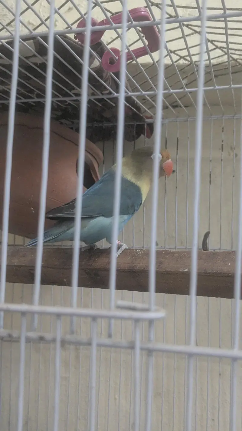 Beautiful Pair of Lovebirds for Sale with Cage — photo 6