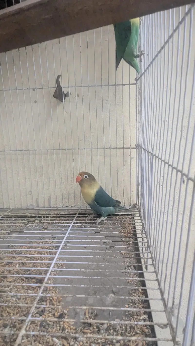 Beautiful Pair of Lovebirds for Sale with Cage — photo 7