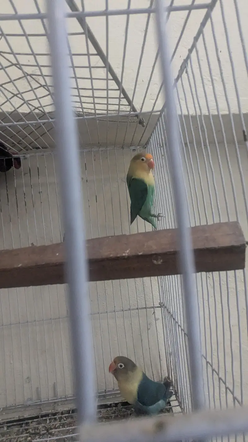 Beautiful Pair of Lovebirds for Sale with Cage — photo 8