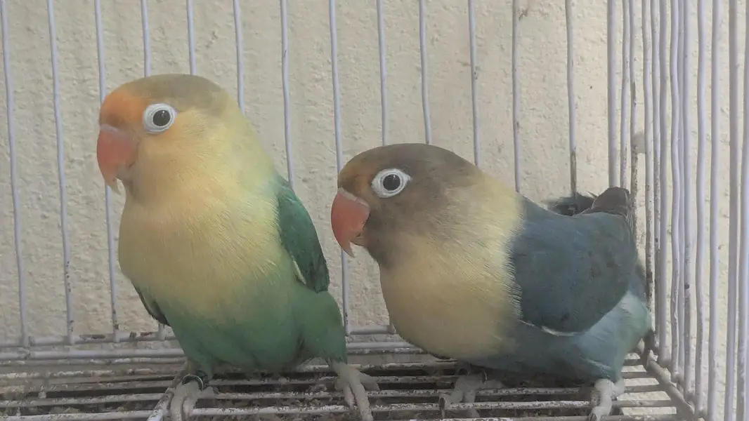 Beautiful Pair of Lovebirds for Sale with Cage — photo 9