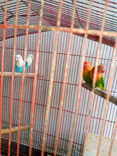 lovebirds Pair for Sale