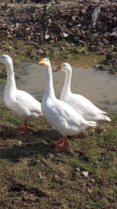 ​Big Size White Geese / Ducks for sale