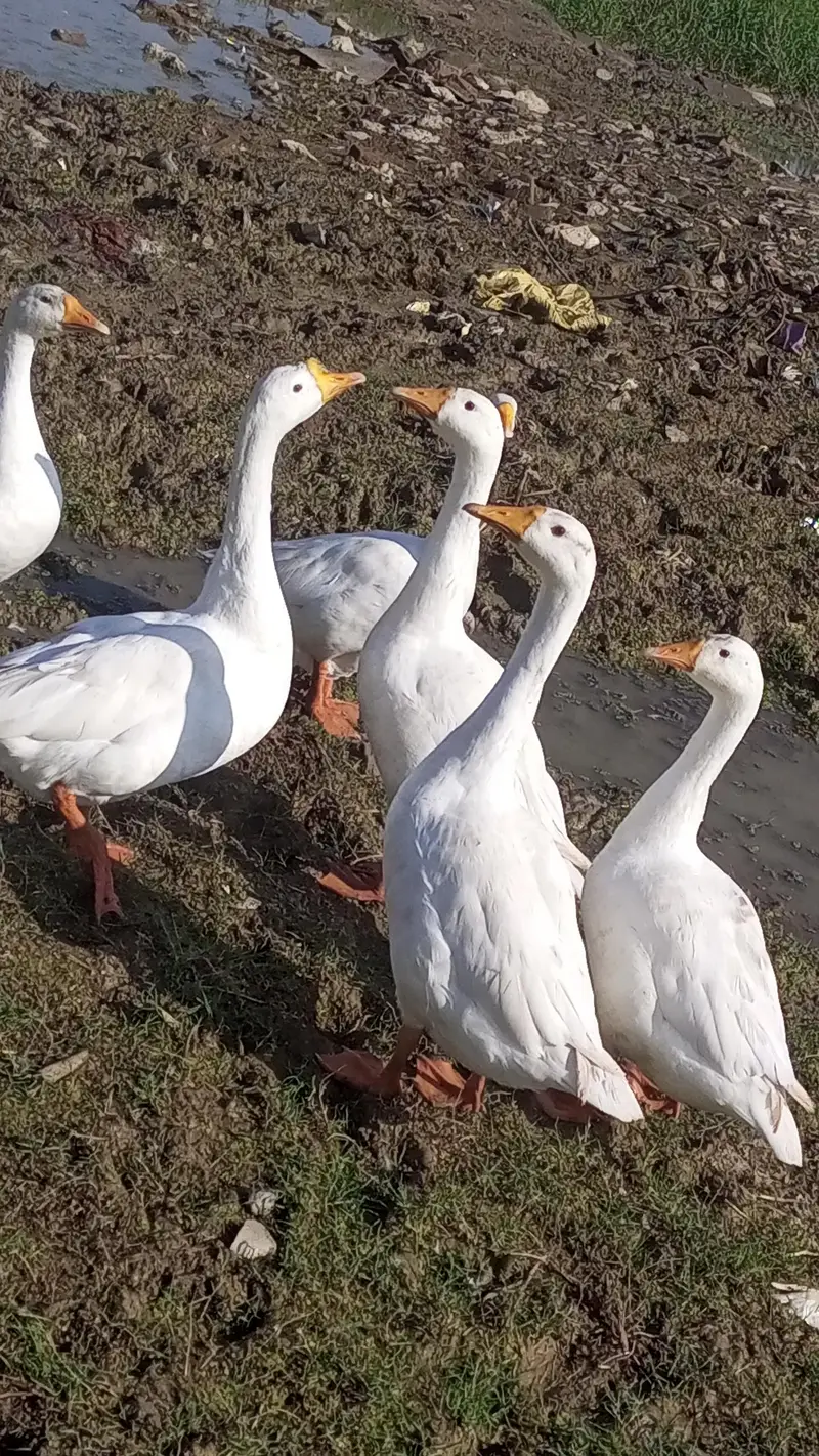 ​Big Size White Geese / Ducks for sale — photo 2