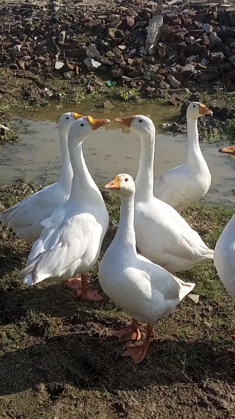 ​Big Size White Geese / Ducks for sale — photo 3