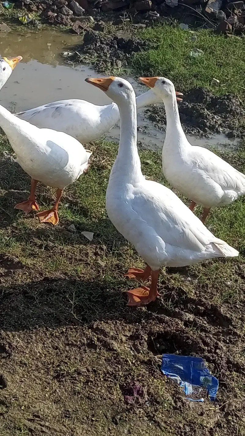 ​Big Size White Geese / Ducks for sale — photo 4