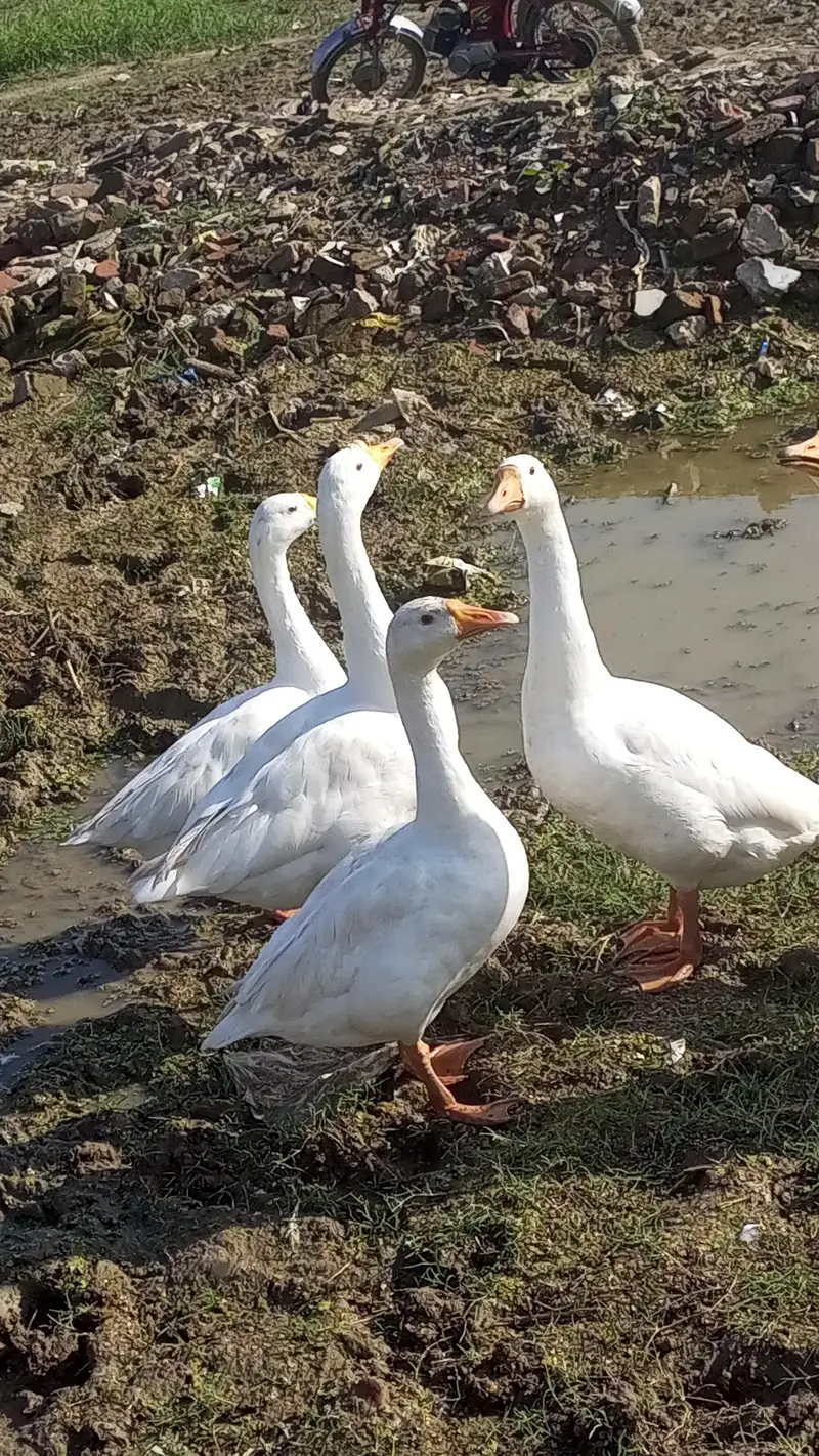 ​Big Size White Geese / Ducks for sale — photo 5