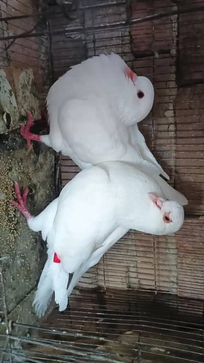 king pair have size