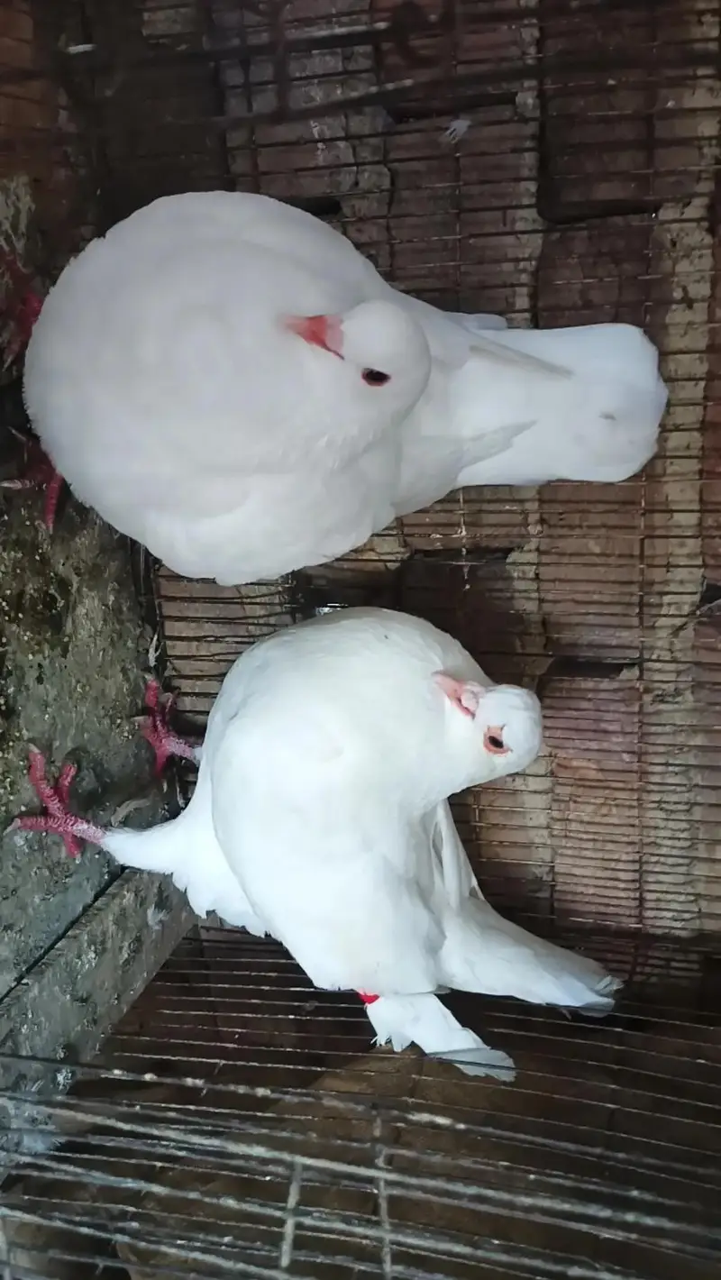 Fancy pigeon Rawalpindi — photo 2