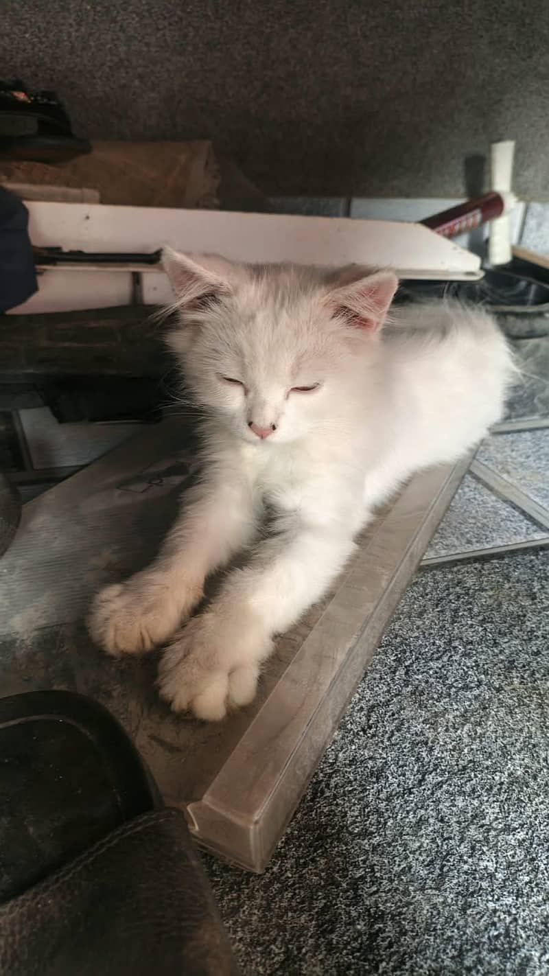 cute pet 1