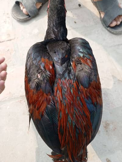Aseel Murga for sale Patah