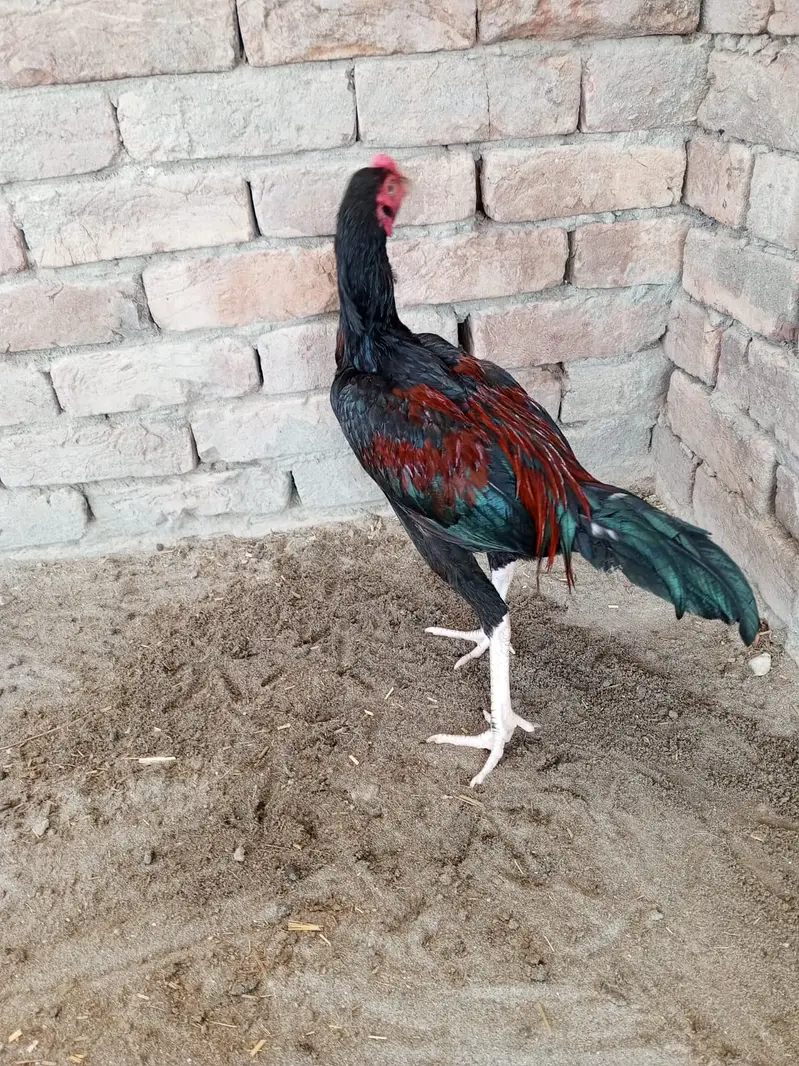 Aseel Murga for sale Patah — photo 2