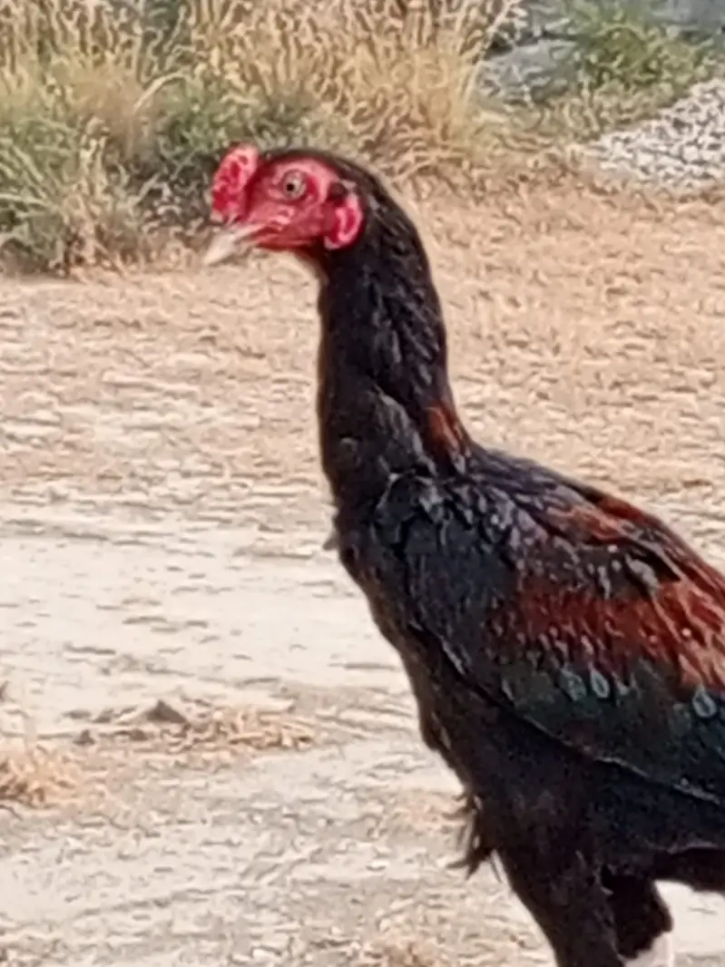Aseel Murga for sale Patah — photo 4