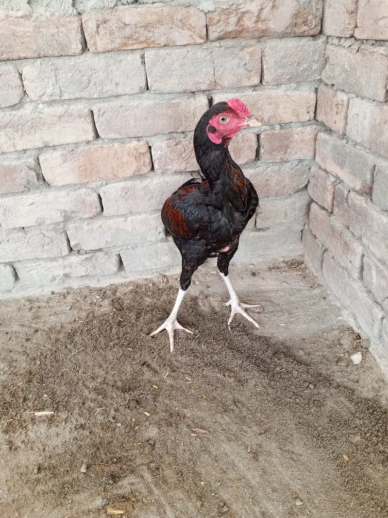 Aseel Murga for sale Patah — photo 6