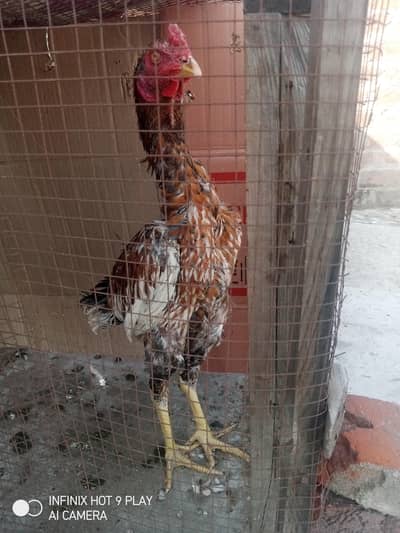 Shamo Rooster for Sale | 4 Months Old | Healthy & Active