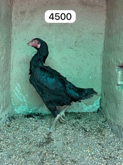 Pure Aseel Chicks & Quality Murgian Available at Affordable Price