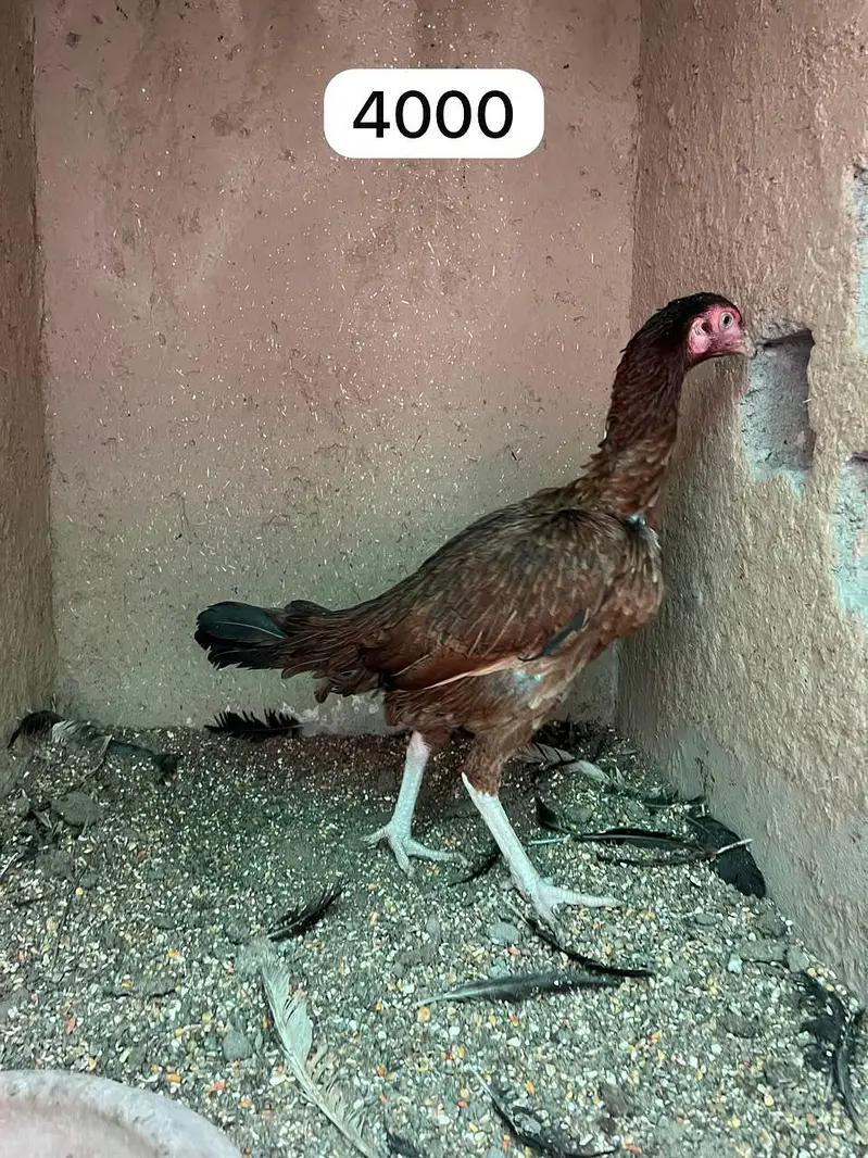 Pure Aseel Chicks & Quality Murgian Available at Affordable Price — photo 2