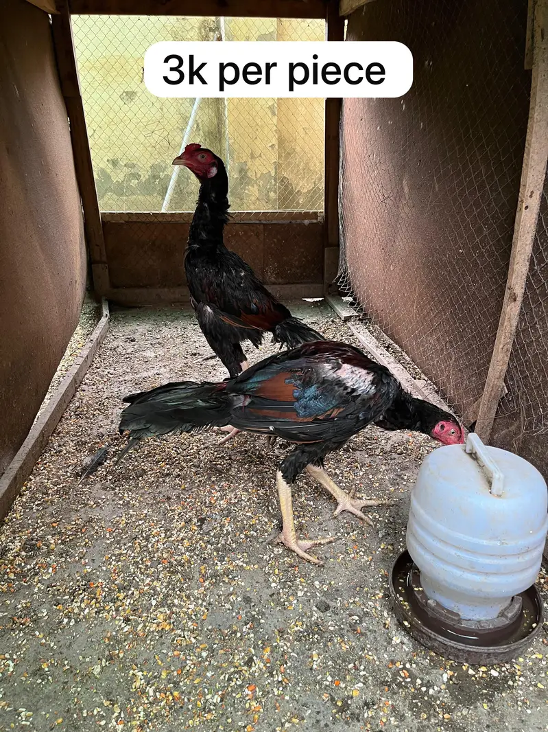Pure Aseel Chicks & Quality Murgian Available at Affordable Price — photo 4