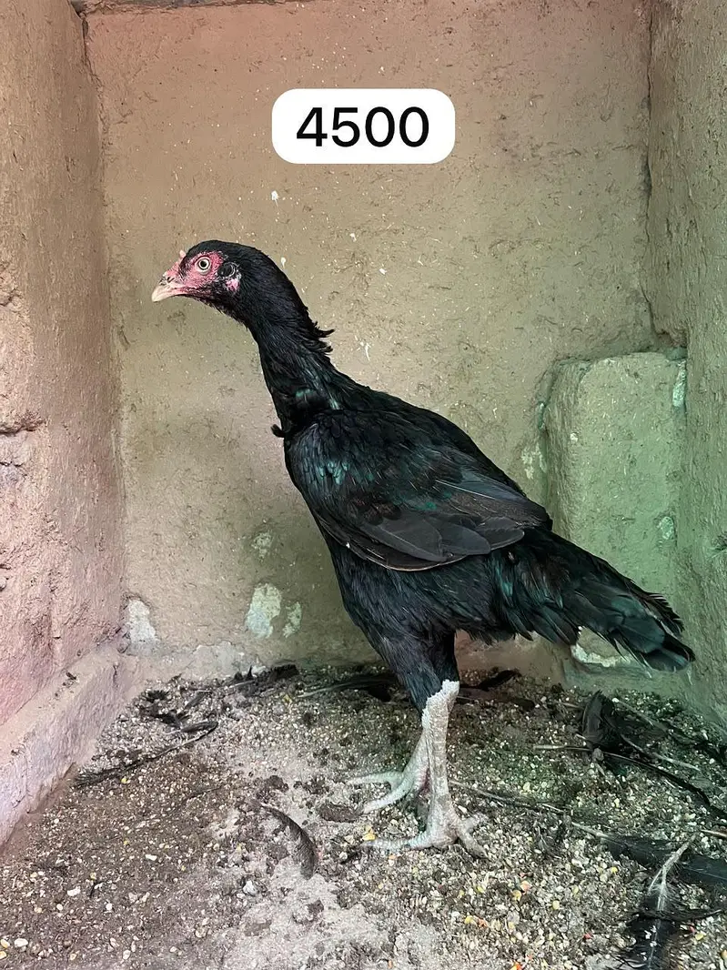 Pure Aseel Chicks & Quality Murgian Available at Affordable Price — photo 5