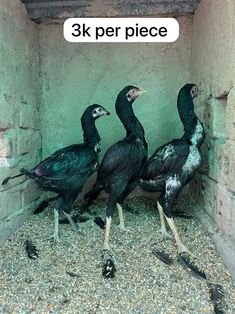 Pure Aseel Chicks & Quality Murgian Available at Affordable Price — photo 8