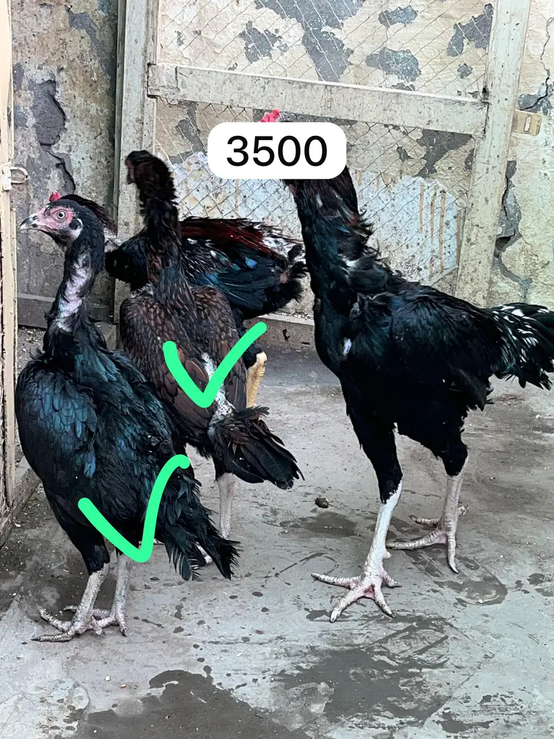 Pure Aseel Chicks & Quality Murgian Available at Affordable Price — photo 9