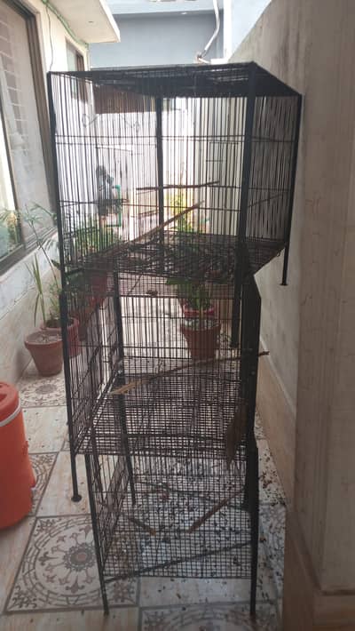 Bird Cages