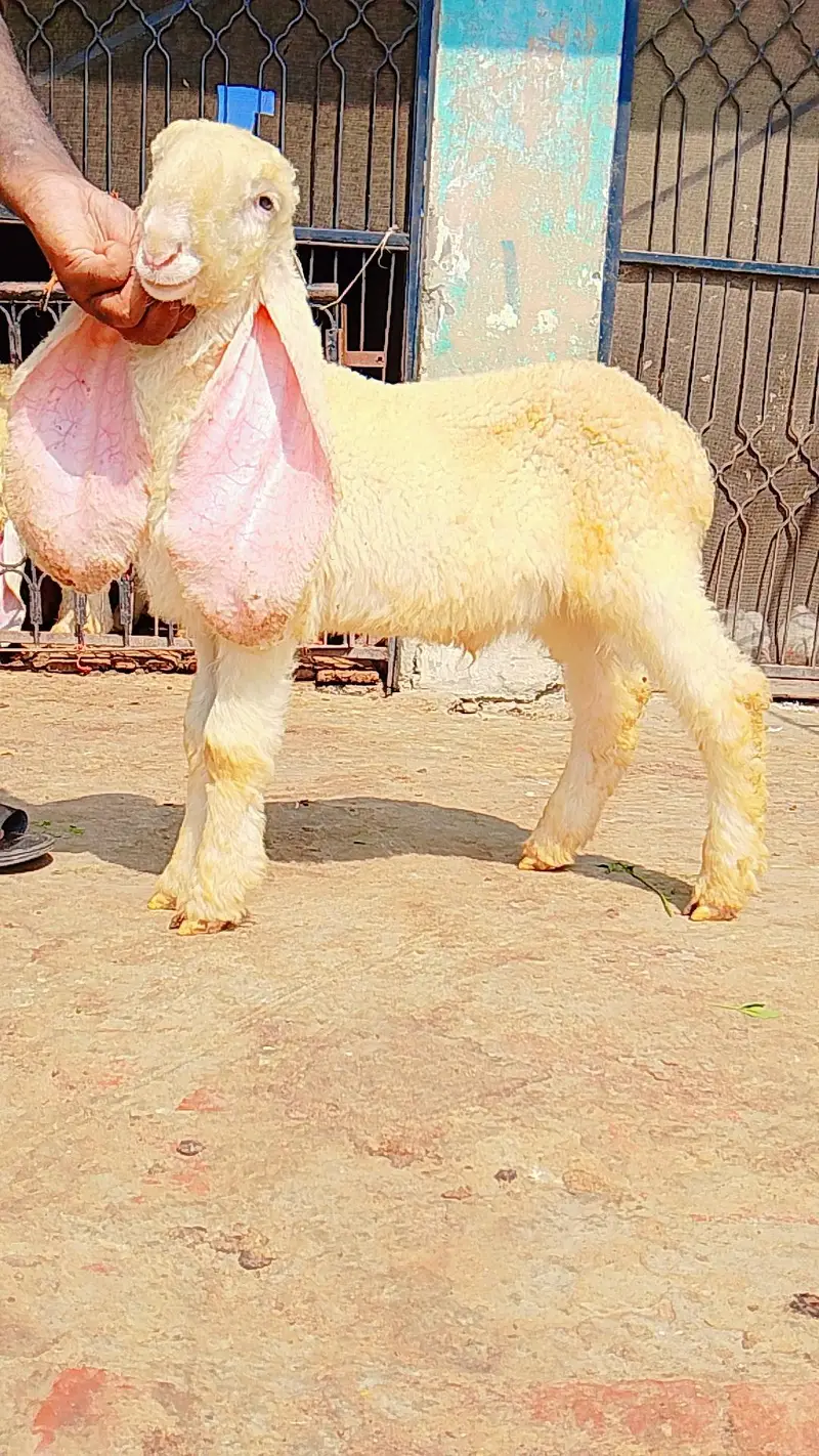 pure kajly lakha or kakka ghulabi male available ha — photo 2