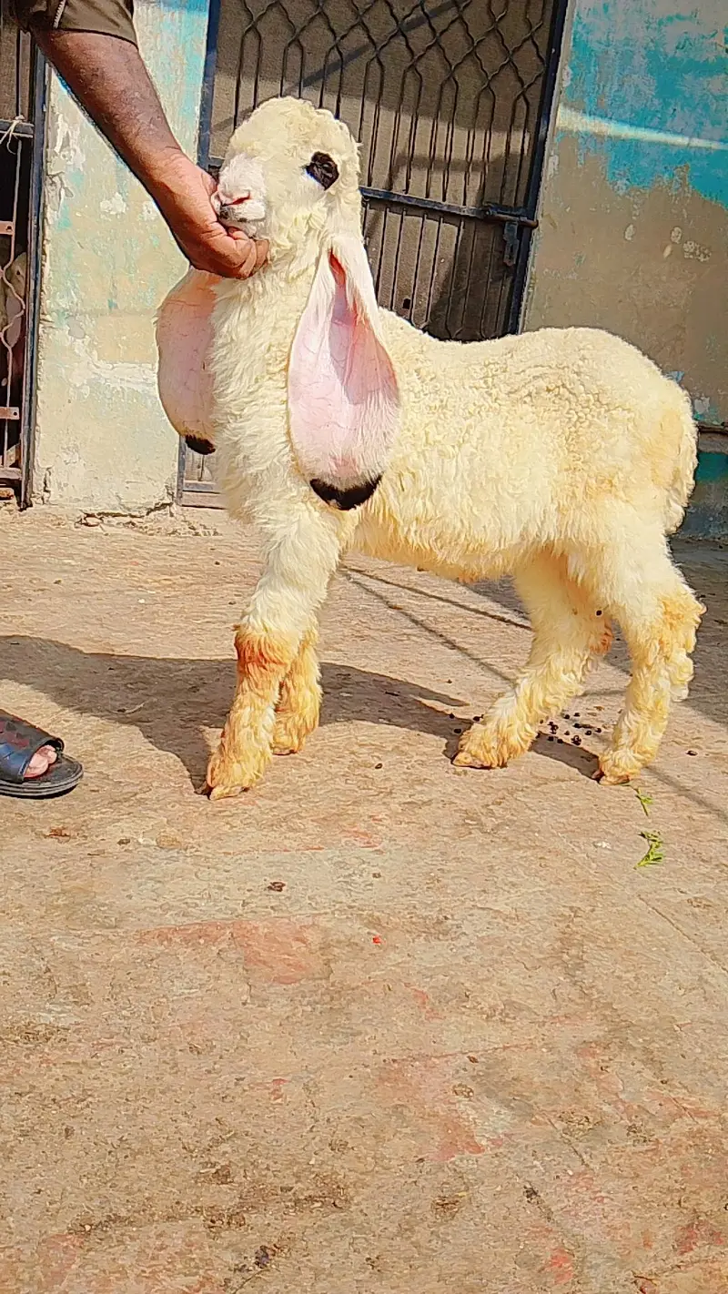 pure kajly lakha or kakka ghulabi male available ha — photo 3
