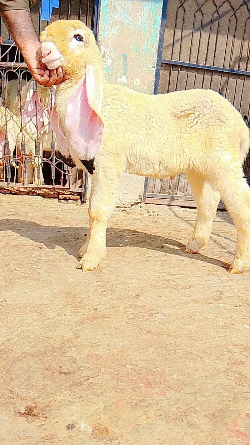 pure kajly lakha or kakka ghulabi male available ha — photo 4