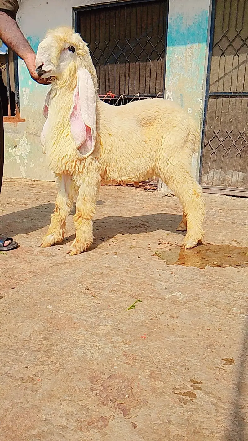 pure kajly lakha or kakka ghulabi male available ha — photo 5