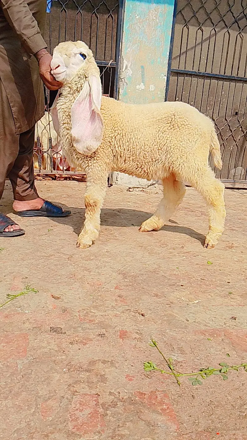 pure kajly lakha or kakka ghulabi male available ha — photo 6