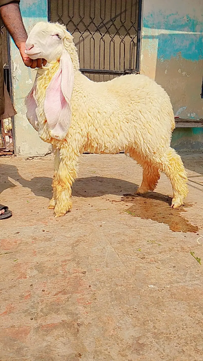 pure kajly lakha or kakka ghulabi male available ha — photo 7