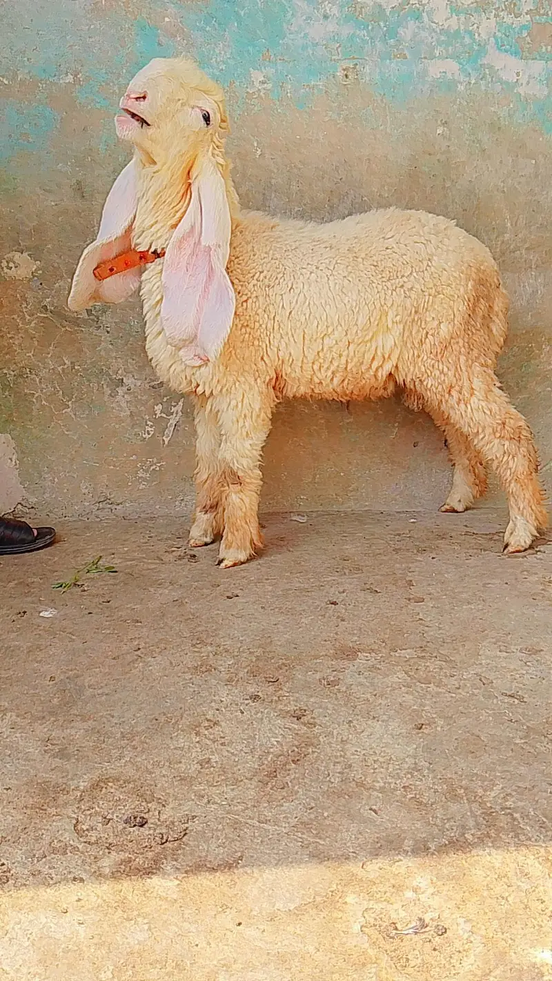 pure kajly lakha or kakka ghulabi male available ha — photo 8