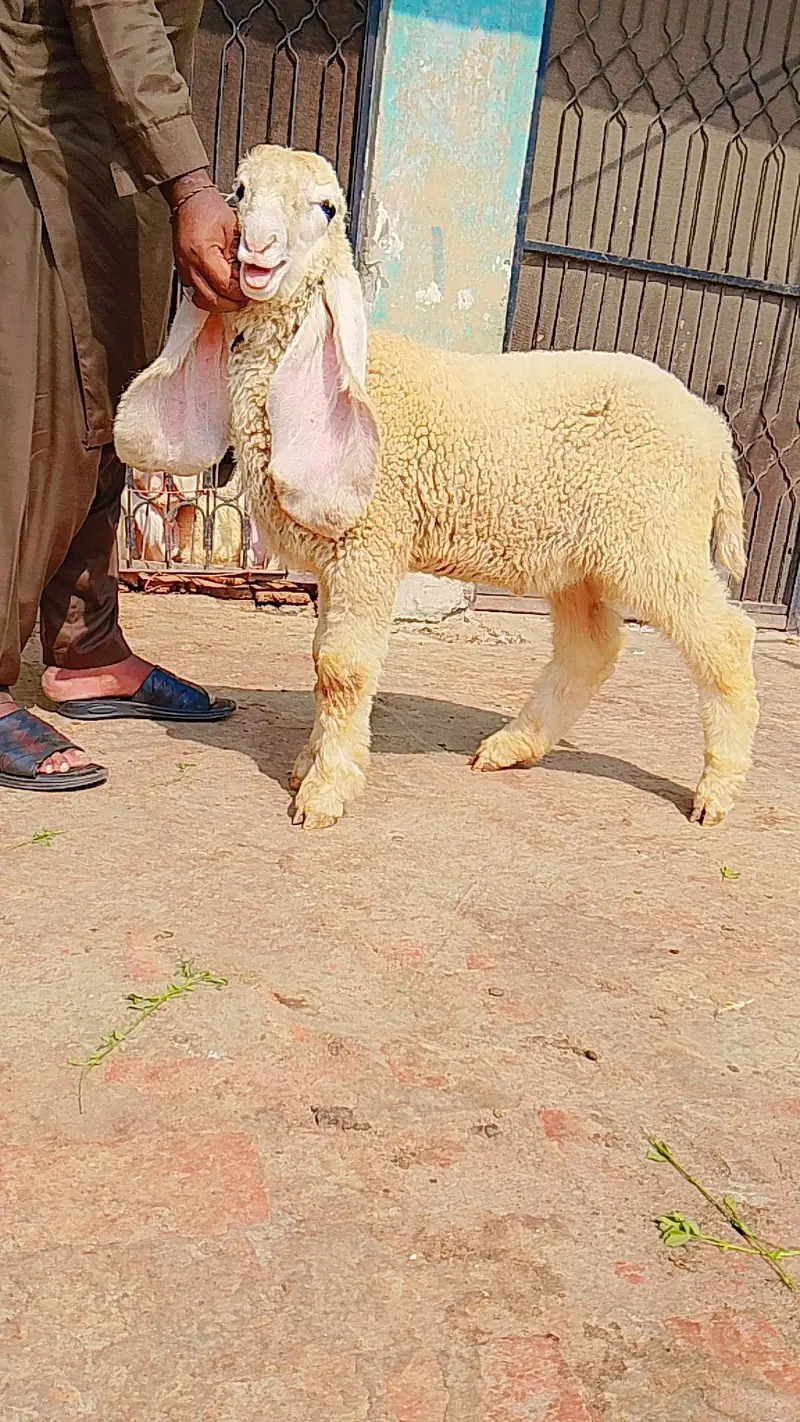 pure kajly lakha or kakka ghulabi male available ha — photo 9