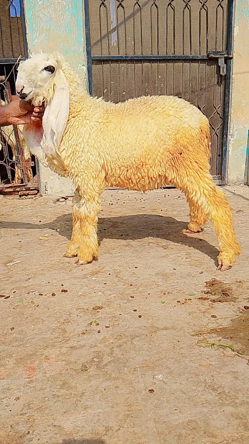 pure kajly lakha or kakka ghulabi male available ha — photo 10