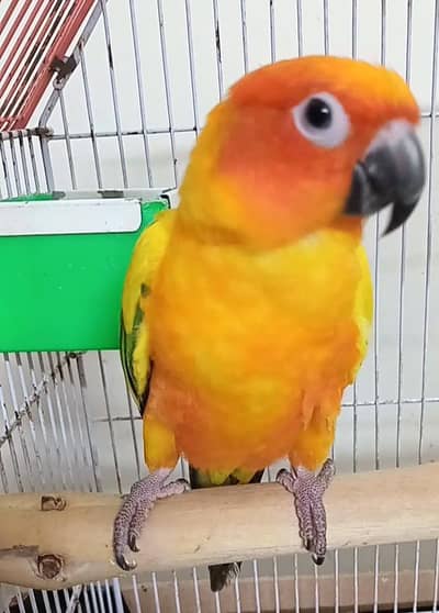 Sun conure breeder Male
