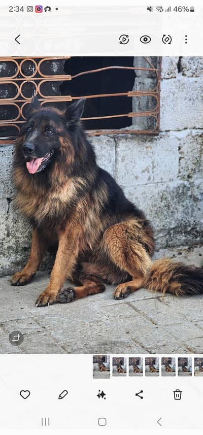 german sheperd long coat