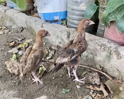 Aseel chicks