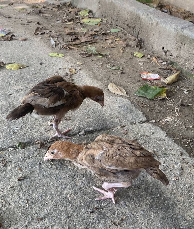 Aseel chicks 3